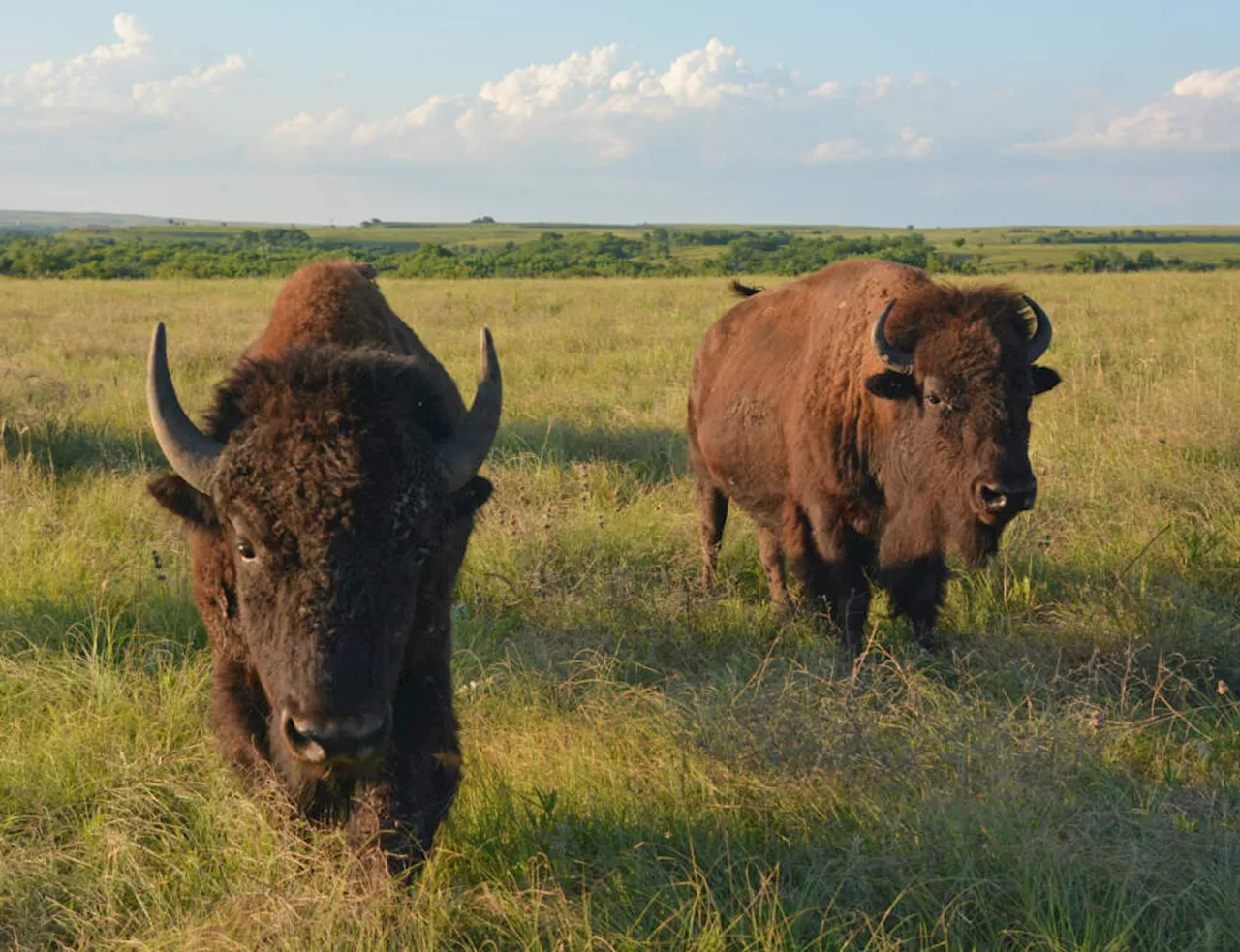 Preserving 'endless waves' of tallgrass prairie in Kansas