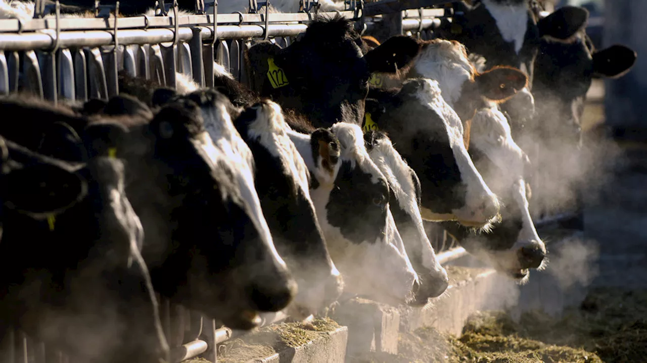 Converting cow manure to fuel grows climate solution, but critics say also presents risks