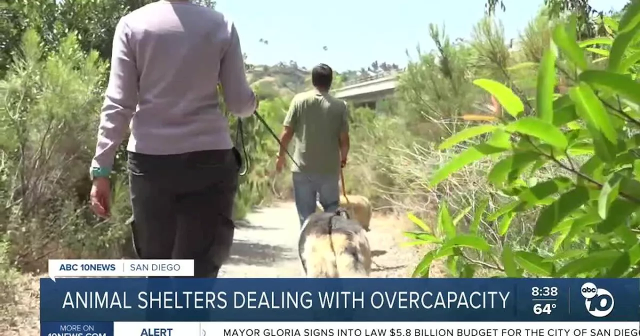 Chula Vista Animal Services introduces dog-walking program to reduce overcrowding