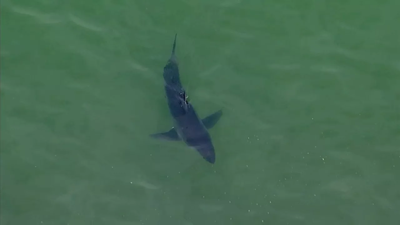 Monterey Bay seeing 'unusual' surge in juvenile white sharks