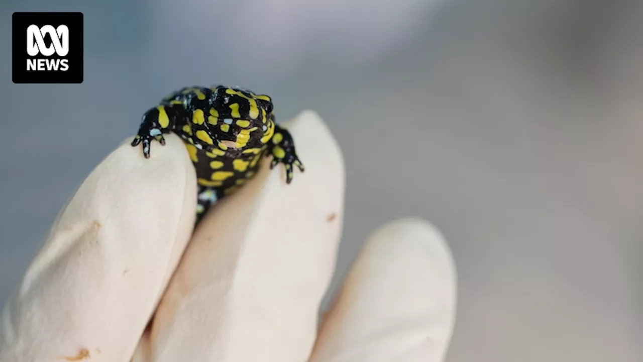 Bulk release of southern corroboree frog eggs boosts wild species survival hopes in Kosciuszko National Park