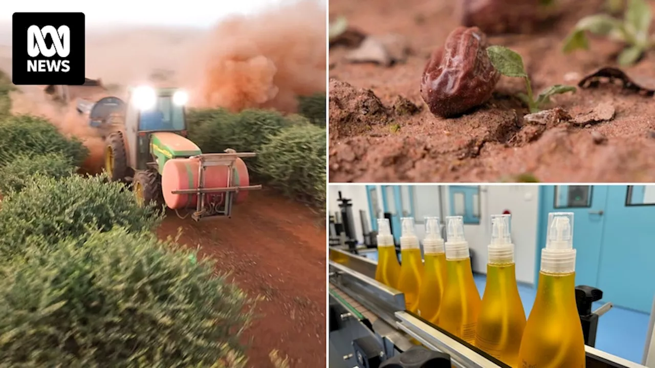 NSW jojoba farmers turn crop with disastrous past into golden opportunity in skincare market