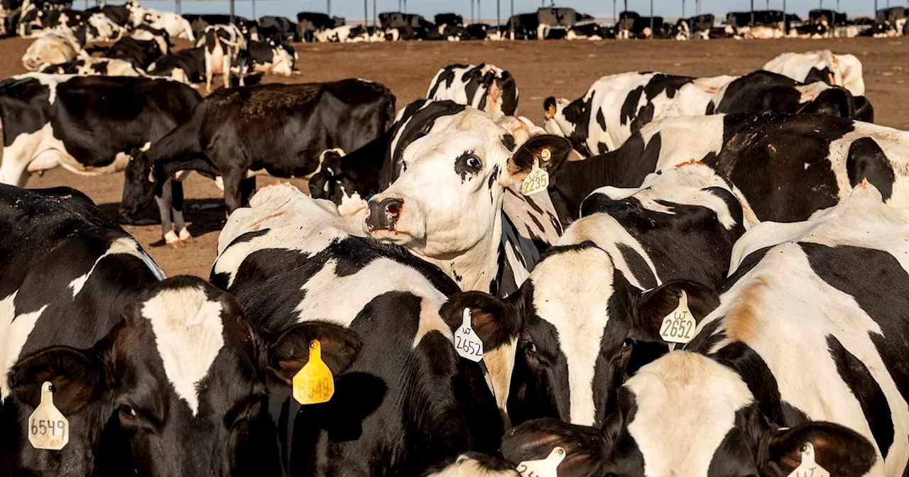 Converting cow manure to fuel is growing climate solution, but critics say communities put at risk