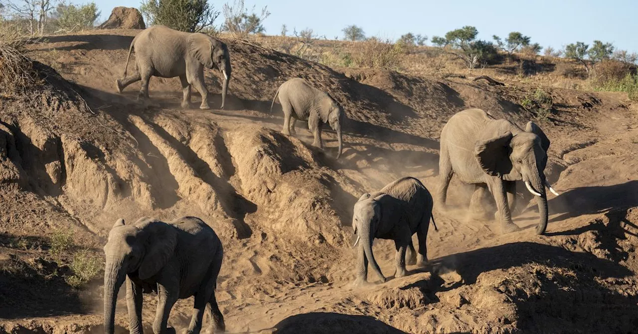 Una vocalizzazione per ciascun esemplare, ecco come parlano tra loro gli elefanti africani