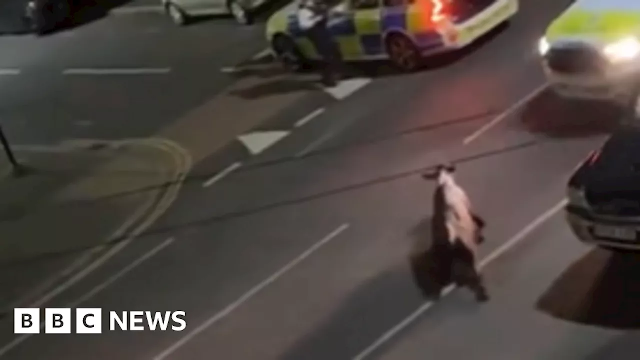 Questions over Surrey Police actions in dealing with escaped cow