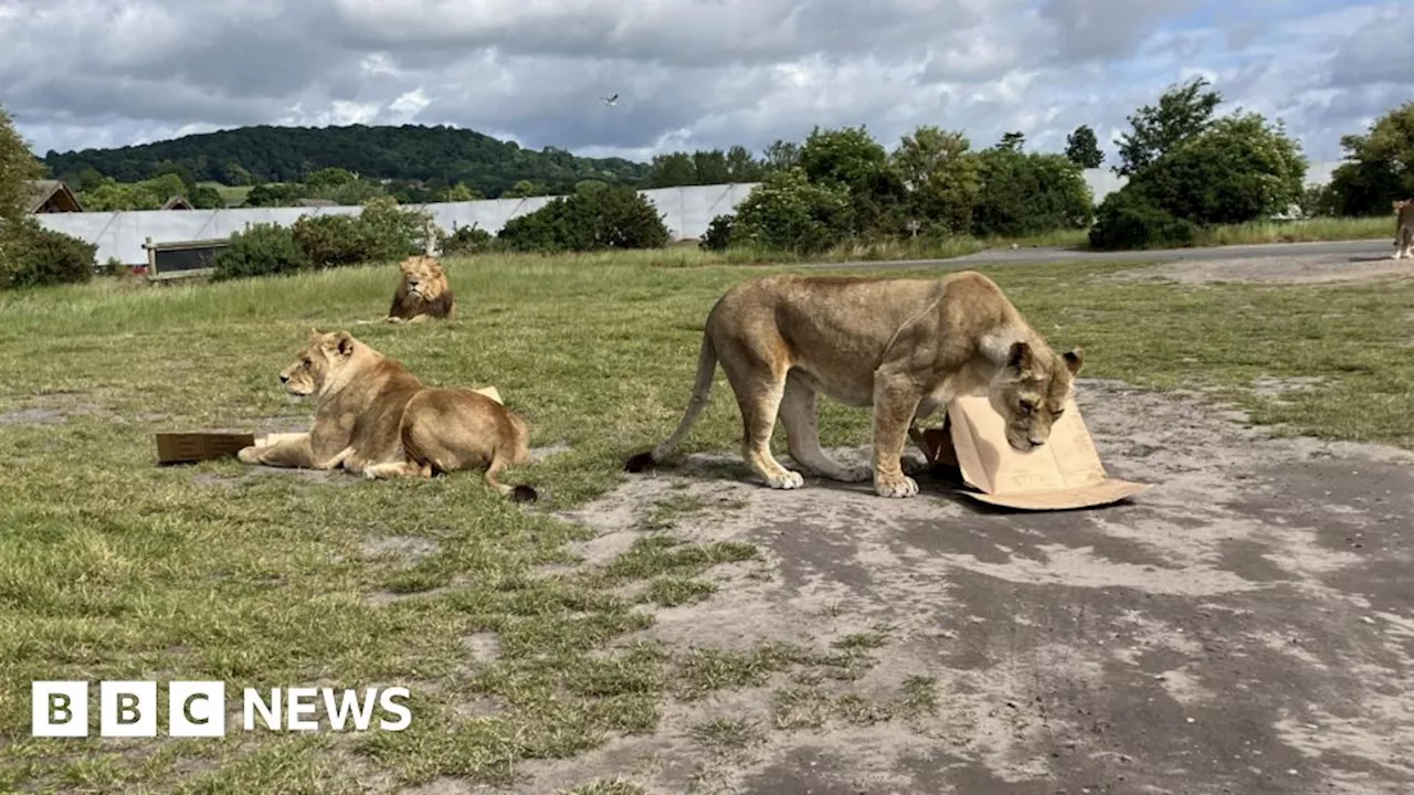 England Euros knock-out predicted by lions that are always wrong