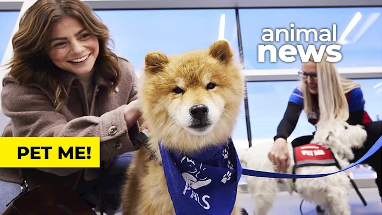 WATCH — Did you know there are therapy dogs and cats at airports across Canada?