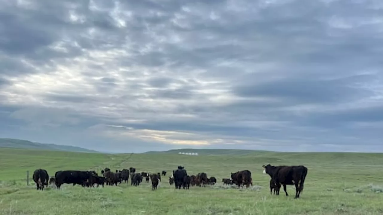 Alberta sees drought turnaround in much of the south, but little relief for Peace River region