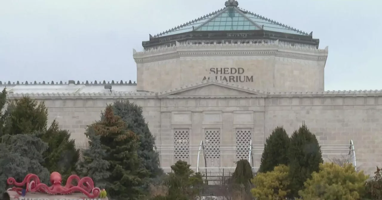 Chicago's Shedd Aquarium to open new learning center, launch new education programs