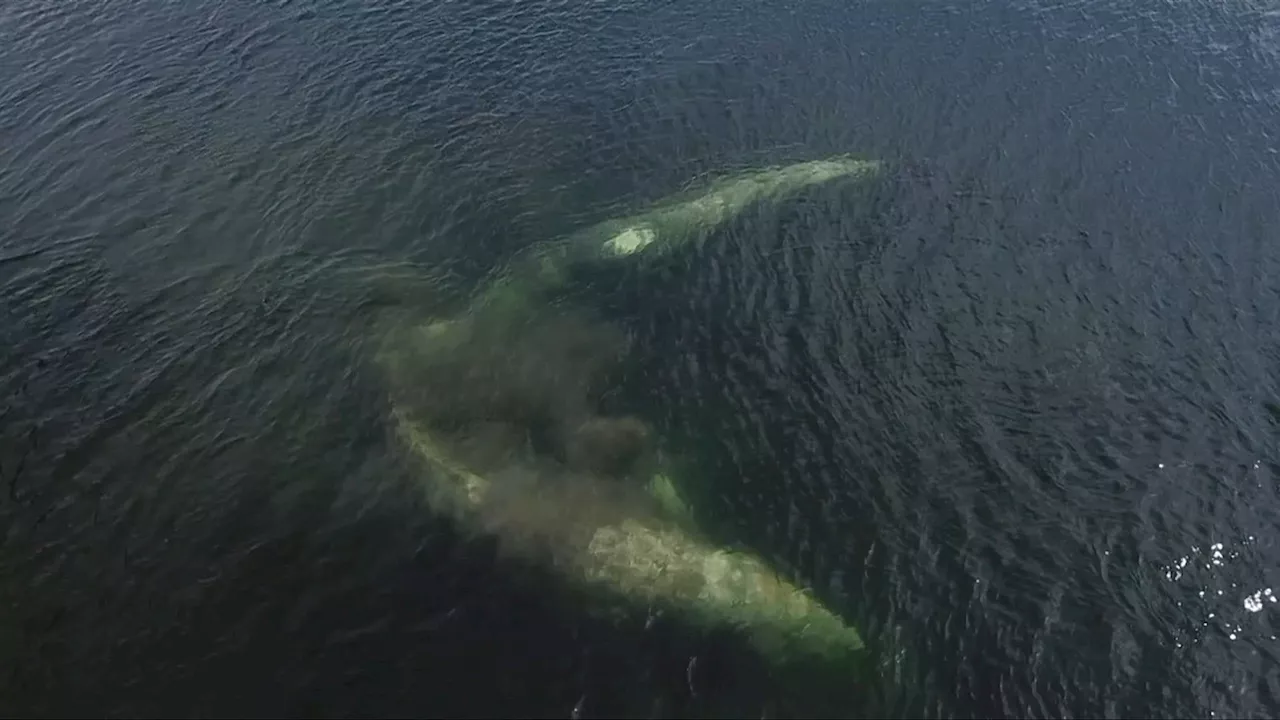 Makah Tribal Council receives approval to hunt grey whales off U.S. coast near Vancouver Island