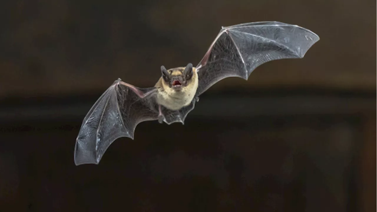 Rabid bat found in Whitchurch-Stouffville, says region