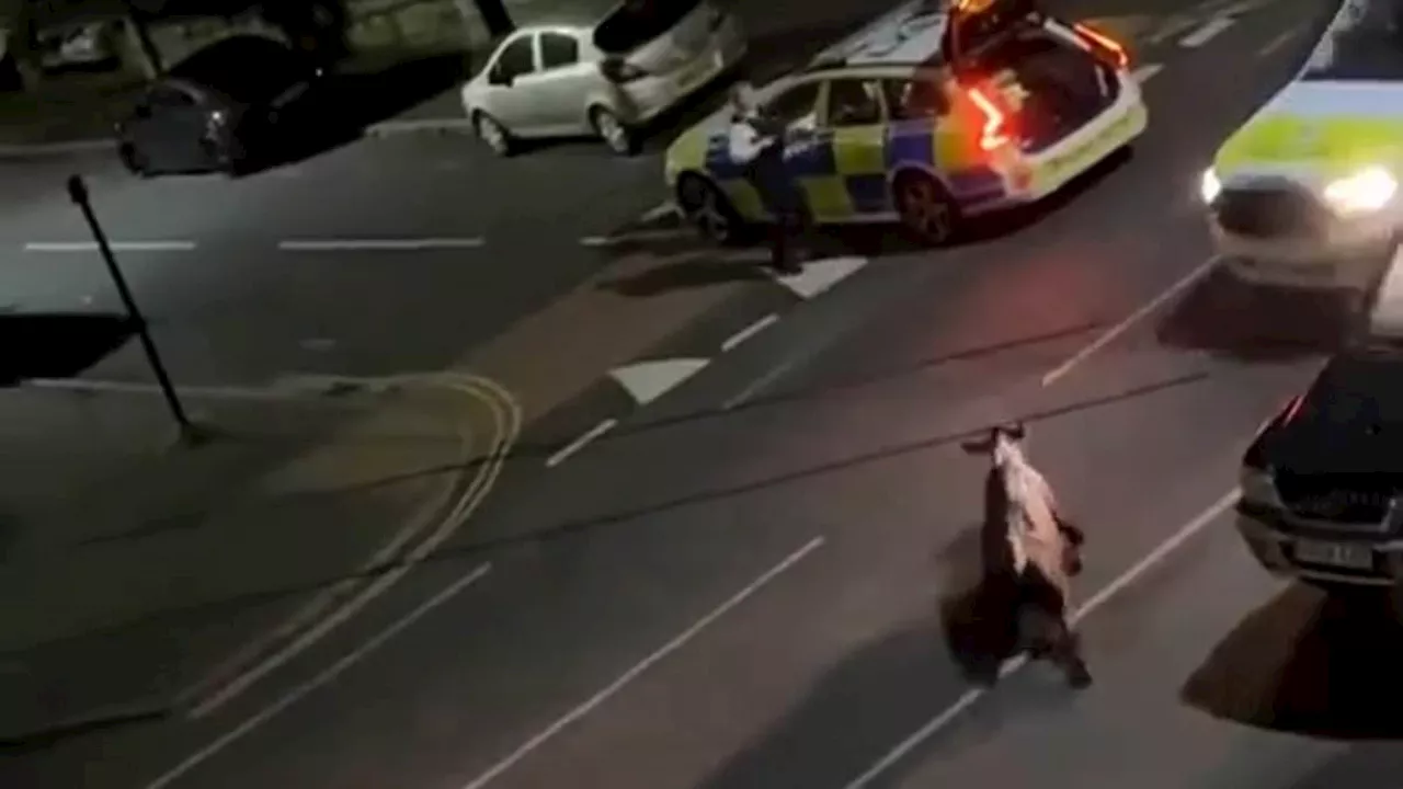 Horrific moment police ram runaway cow with patrol car twice on Surrey street as appalled commentors...