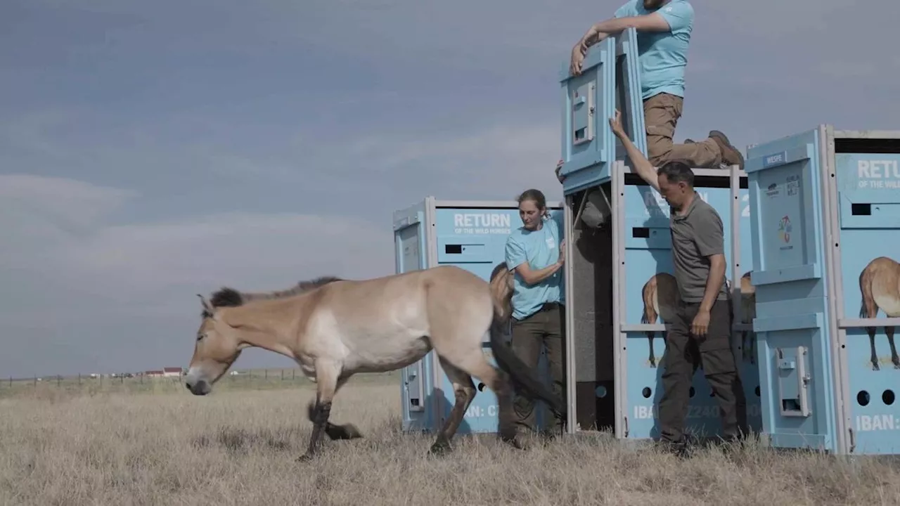 Seltene Tierart: Wie vier Wildpferde von Berlin nach Kasachstan umzogen