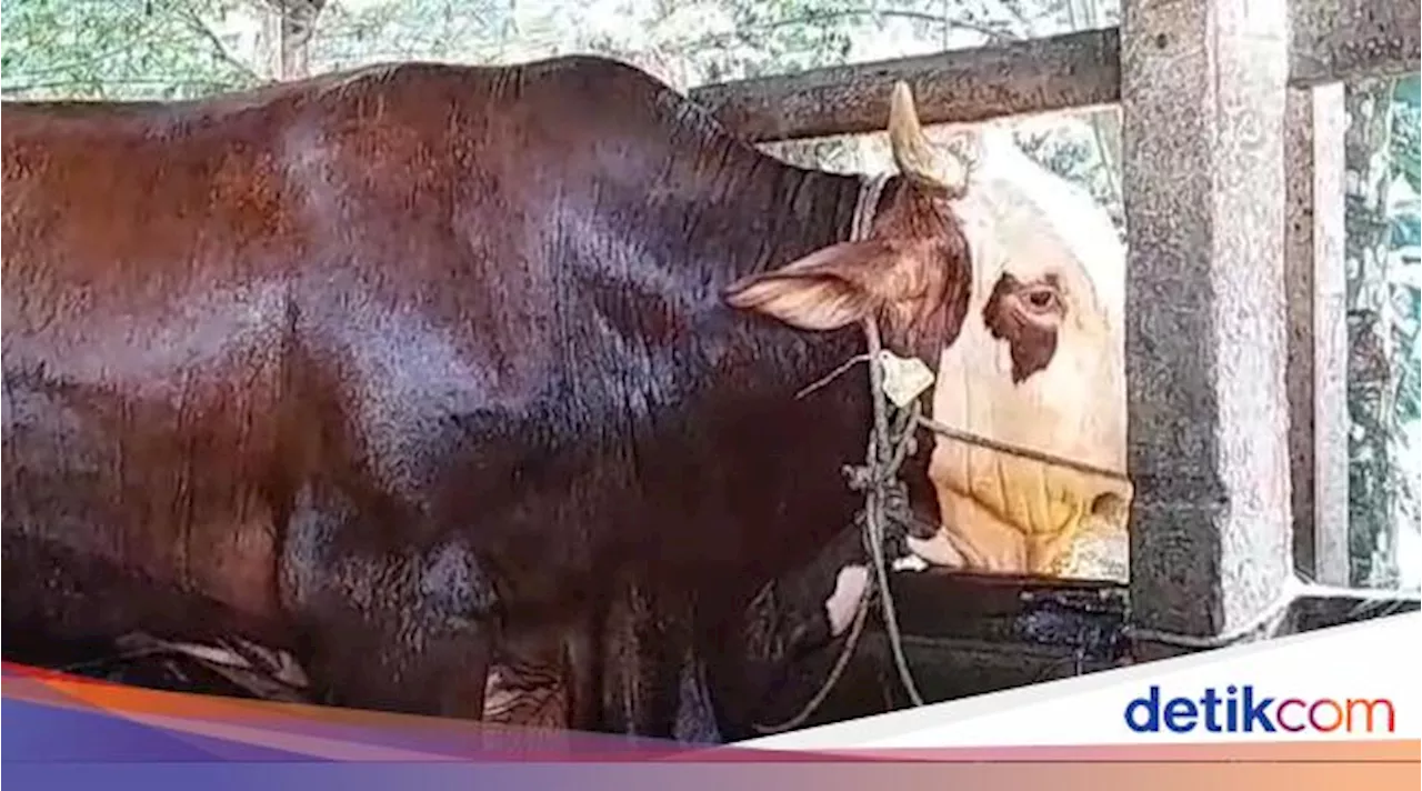 Jenggot, Sapi Simental 900 Kg dari Presiden Jokowi untuk Kurban di Jambi