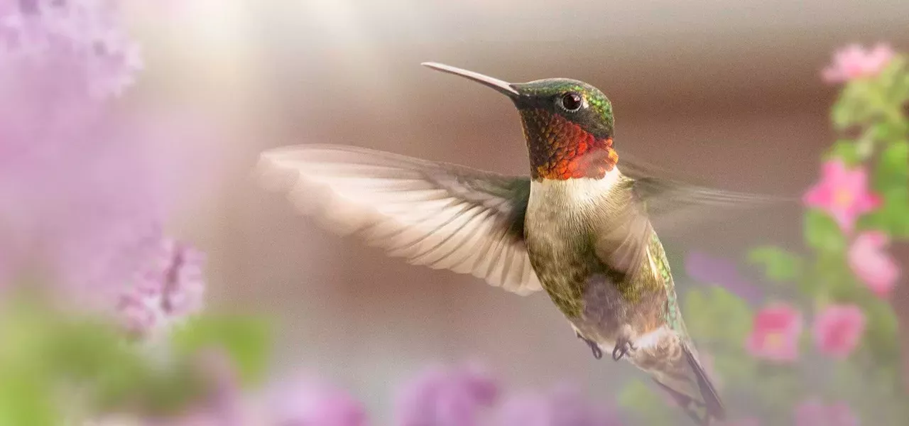 Bird Photography Contests 2024 9 ‘Hummers’ From A Photocrowd