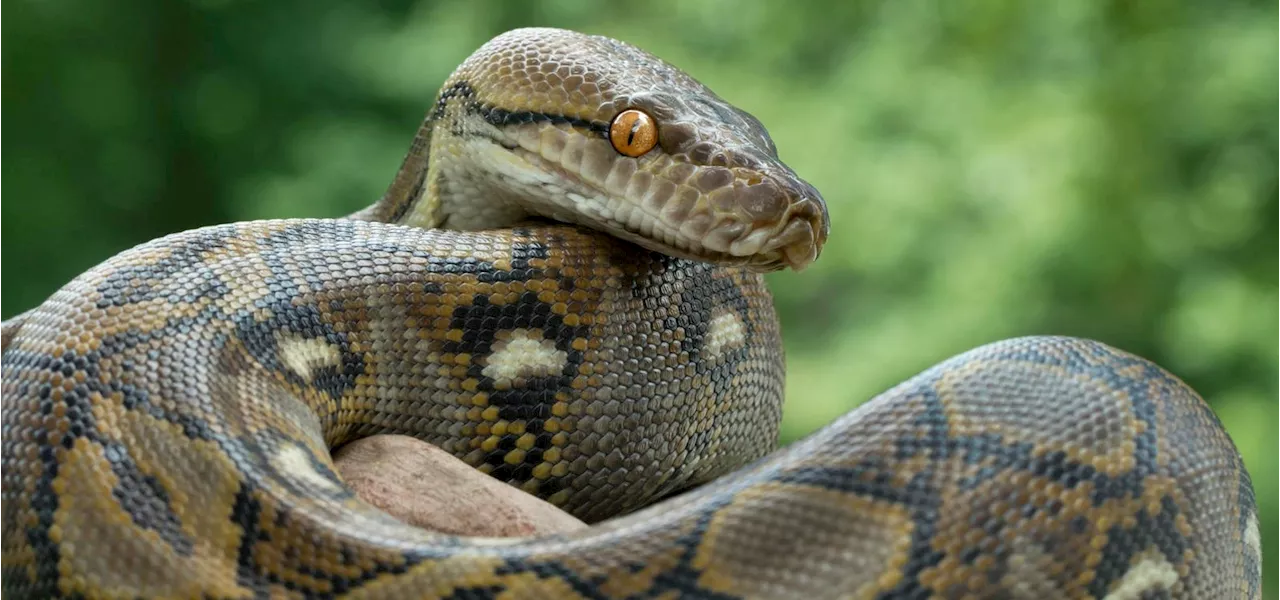 Meet 3 ‘Giant’ Snakes That Prey On Primates—Including Humans