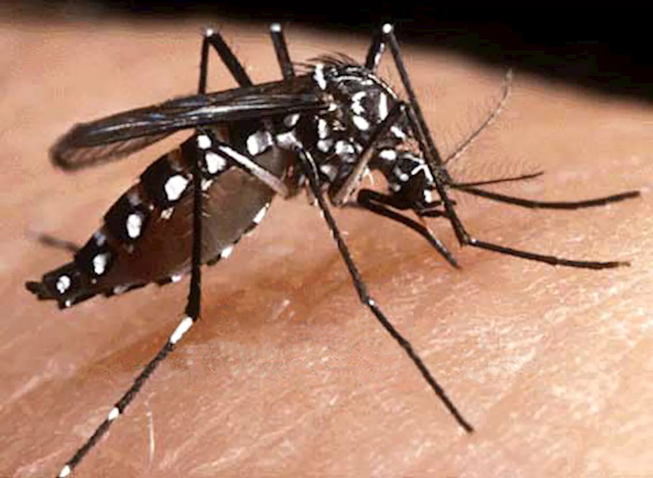 DOH: Dengue cases 'plateauing,' but may rise amid rainy season