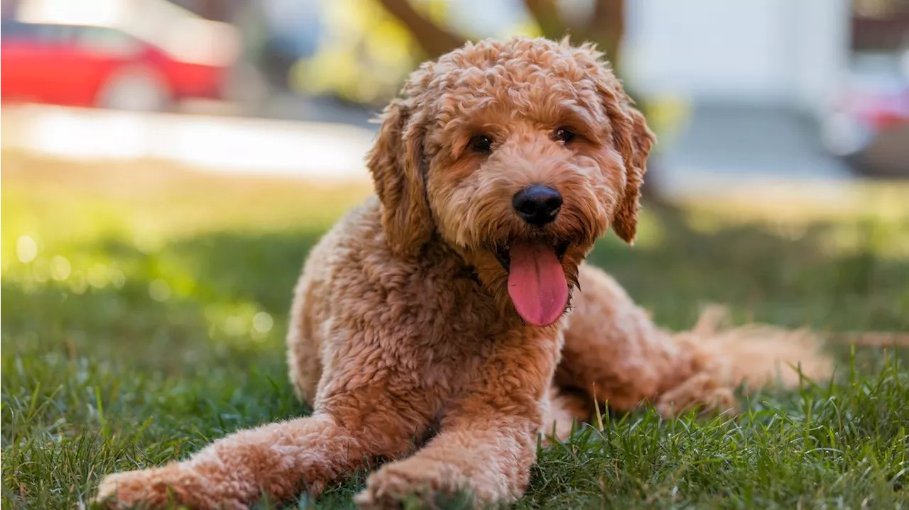 Dieser Hund ist bezaubernd, aber kein Genie