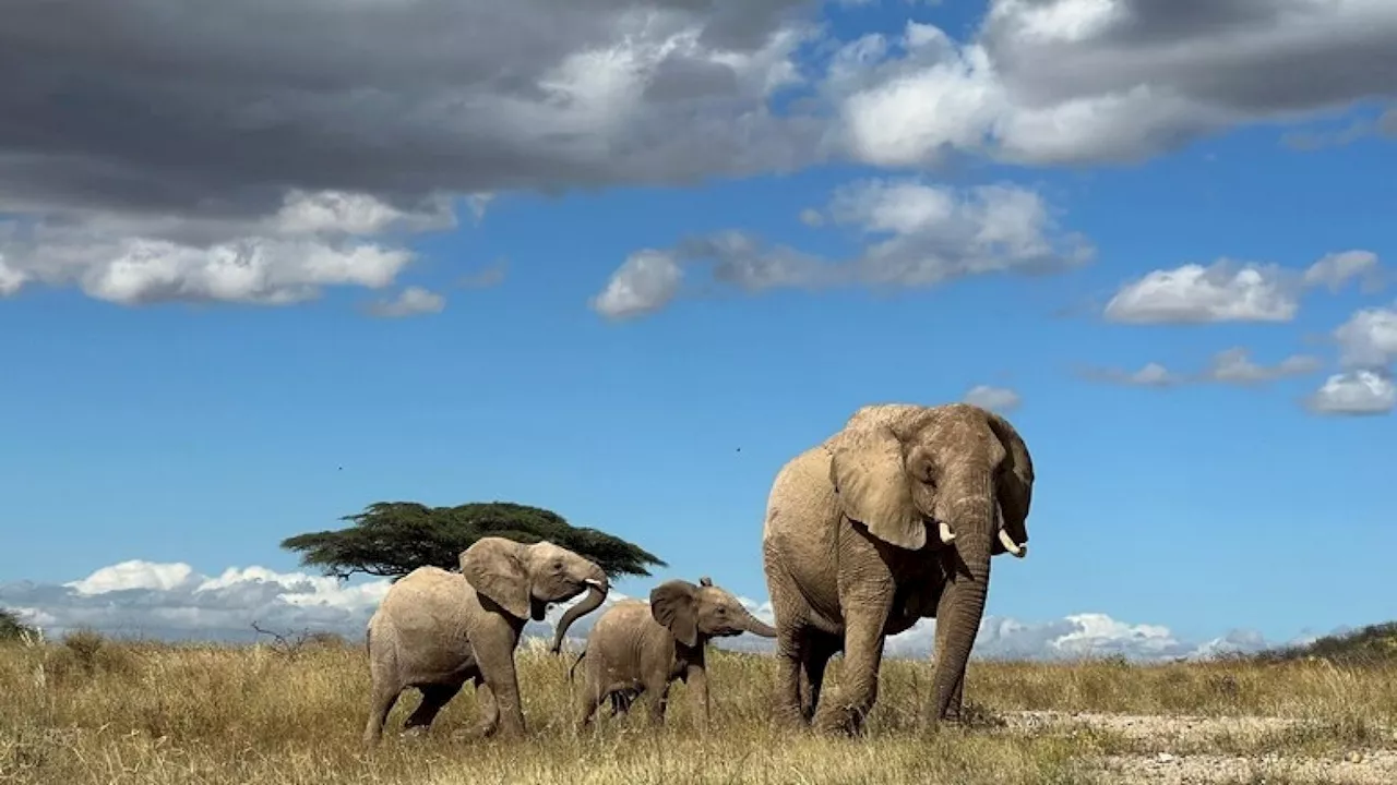 Nella savana gli elefanti africani si chiamano per nome