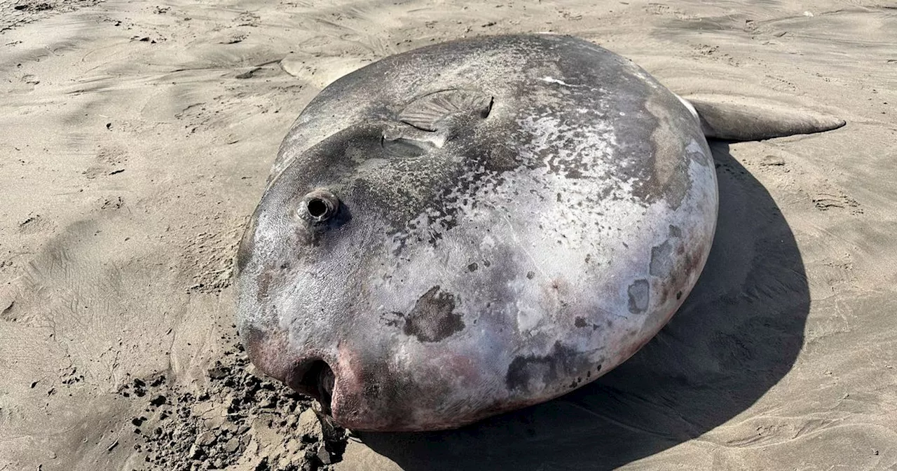 Giant seven-foot fish washes up on beach as huge crowds gather in amazement