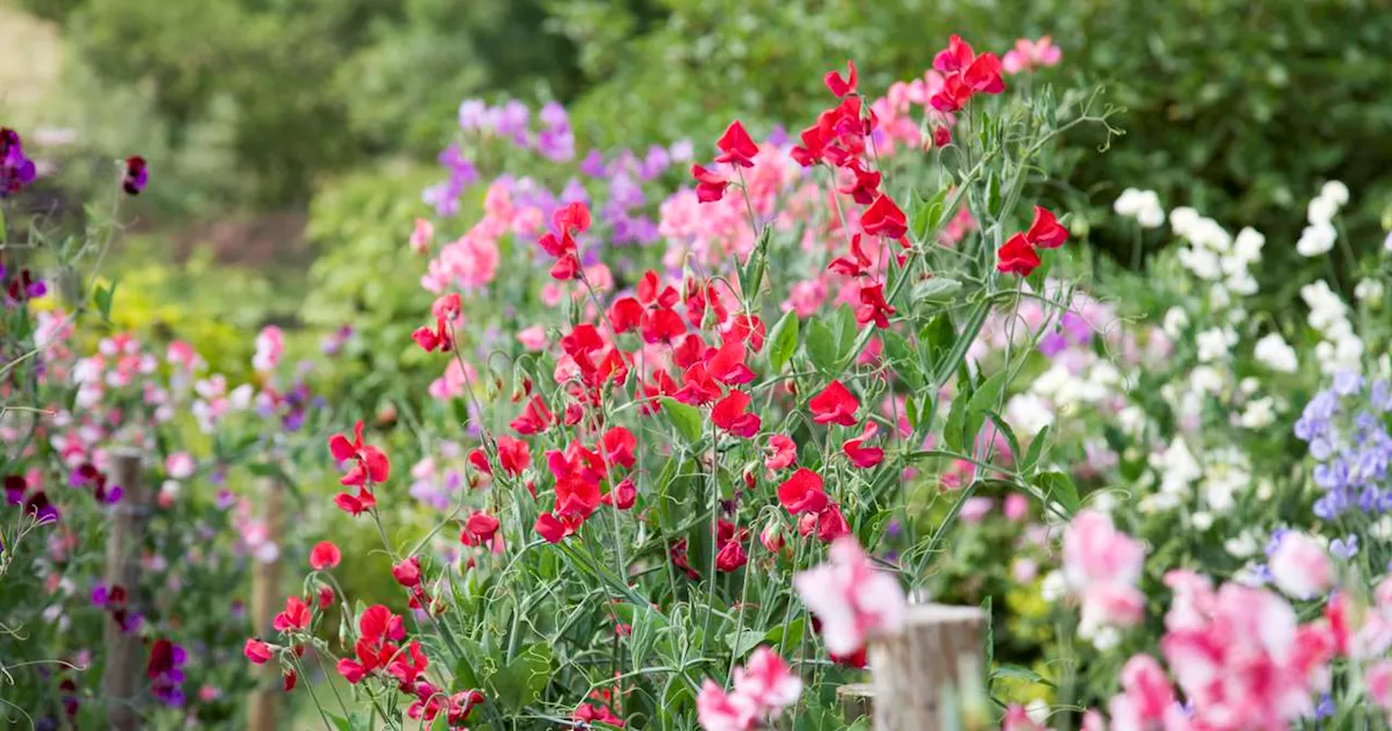 What every Irish garden needs: exceptional but hardy and resilient plants