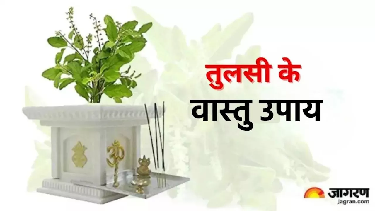 Vastu Tips For Tulsi: रसोई घर में तुलसी लगाना शुभ या अशुभ, जानिए इससे जुड़े वास्तु नियम