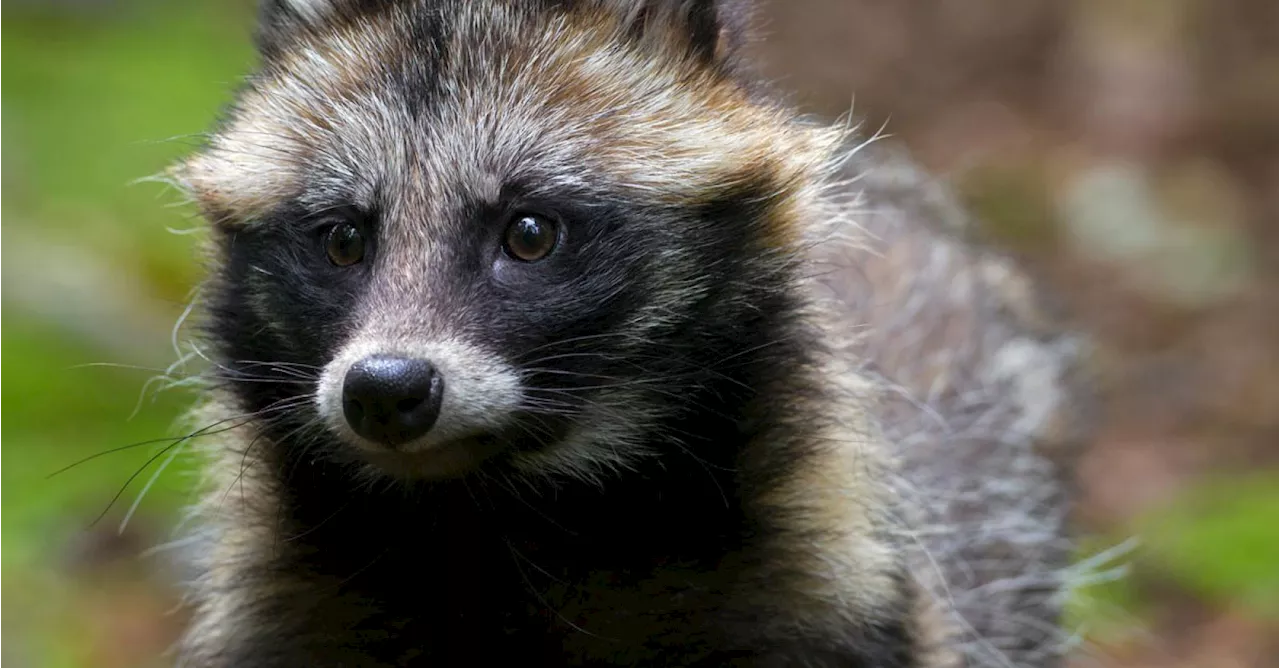 Invasieve exoten: ‘We vrezen dat de wasbeerhond zich hier binnen afzienbare tijd zal vestigen’