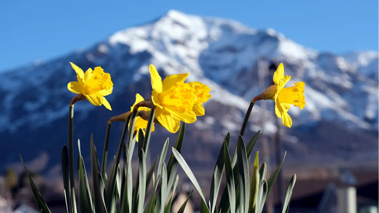 Garden center guide: finding value and quality in the Puget Sound area