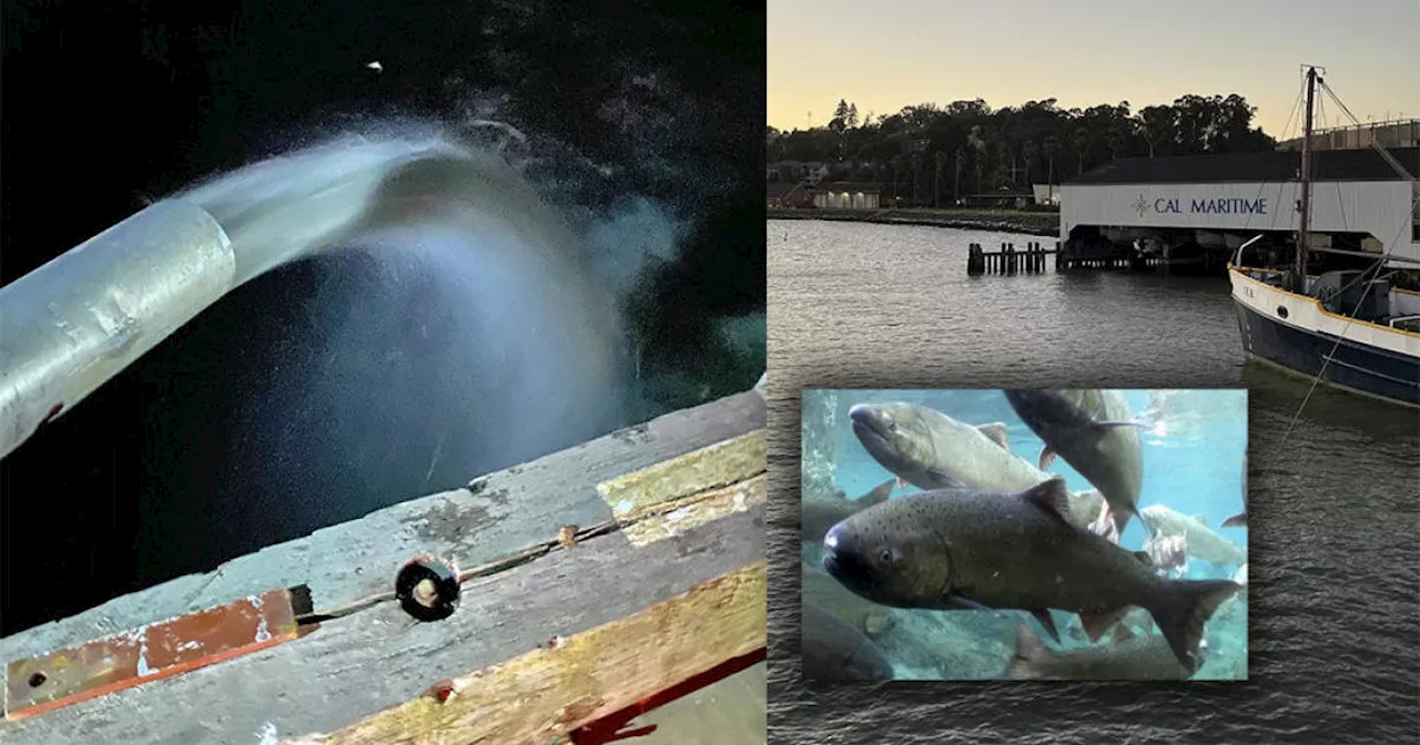 1 million young Chinook salmon released into San Pablo Bay