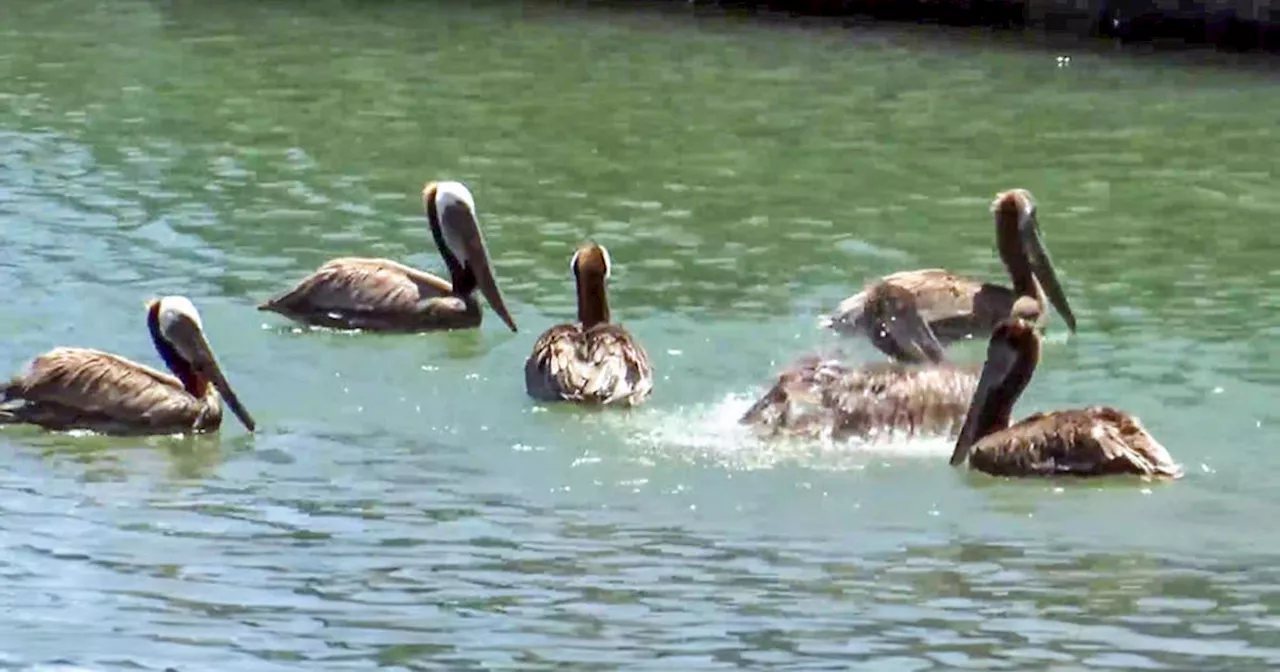 Rescued pelicans released into San Francisco Bay after rehab