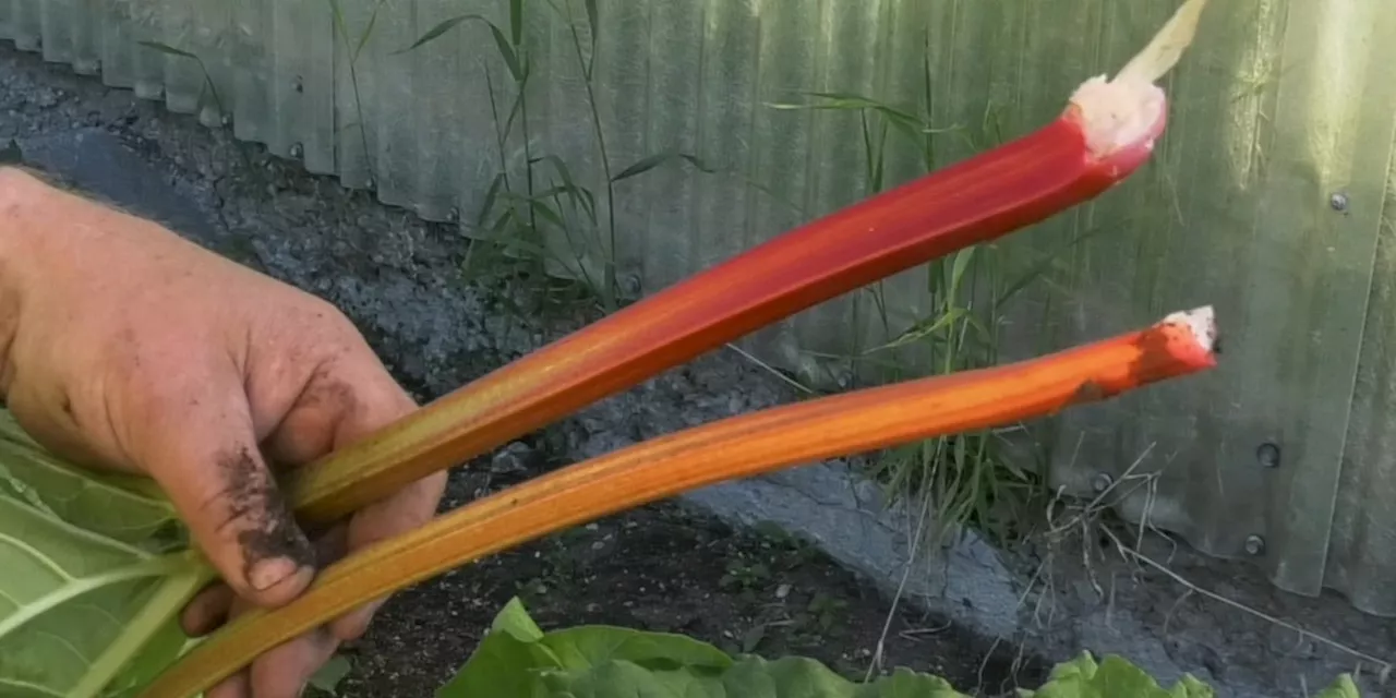 Gardening Tips: Successfully cultivating red rhubarb in Alaska