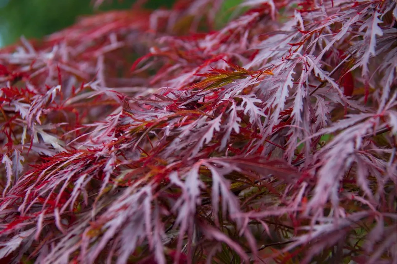 What the climate zone map can tell you about a plant’s growth potential