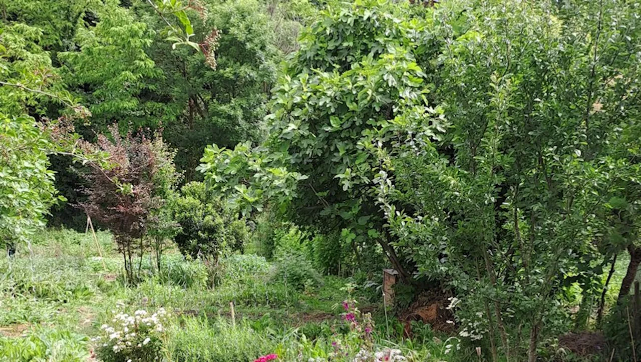 Les jardins partagés et familiaux de Foix se mettent en mode été avec une belle dynamique