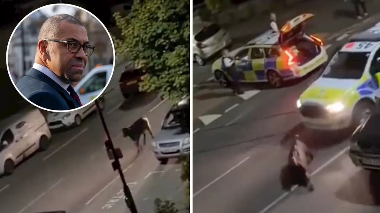 Fury grows as shock footage shows police ramming escaped cow with squad car