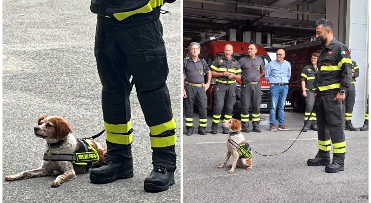 Foglia, la cagnolina dei vigili del fuoco va in pensione: «All'opera nel crollo del Ponte Morandi e in Albania