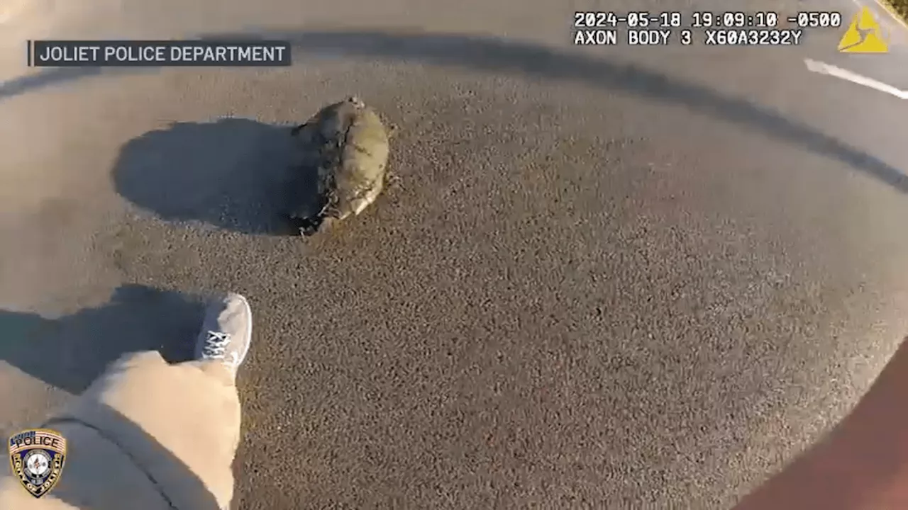 Body camera video shows Joliet police officer help snapping turtle cross street safely