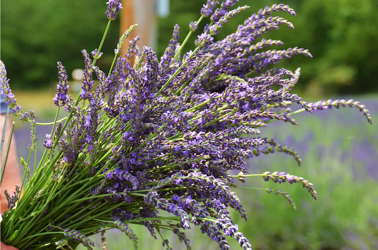 Pick-your-own lavender is blooming at this Moorpark farm