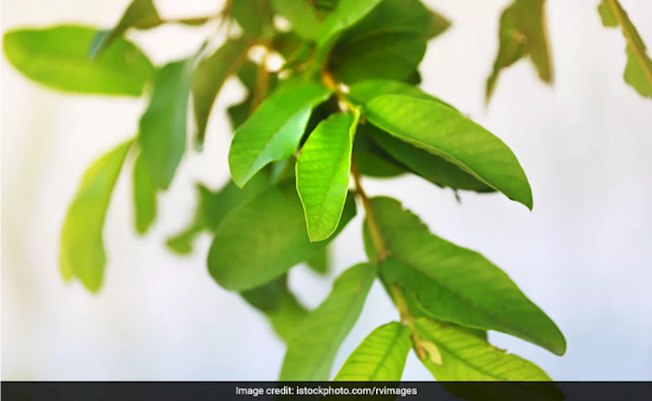 इन 6 लोगों को खाली पेट जरूर खाना चाहिए अमरूद के पत्ते, जानें अमरूद की पत्तियां चबाने के फायदे