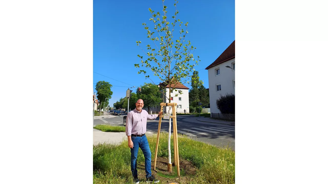 Eine Platane für die Wiener Neustädter Josefstadt