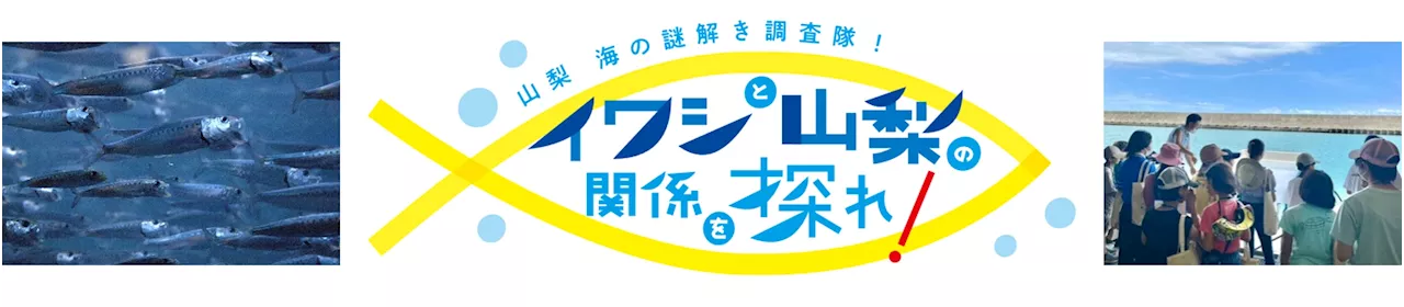 【参加者募集】山梨の小学生が地元と海のつながりを学ぶ海洋体験学習イベント「山梨 海の謎解き調査隊！イワシと山梨の関係を探れ！」