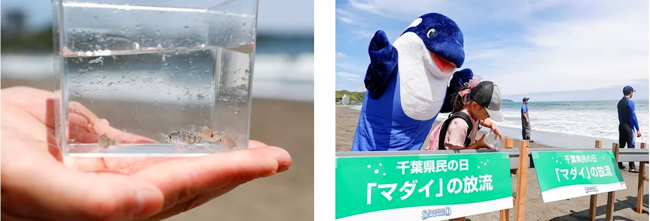 【鴨川シーワールド】鴨川シーワールド 千葉県の魚「タイ」にちなみマダイの放流体験を実施