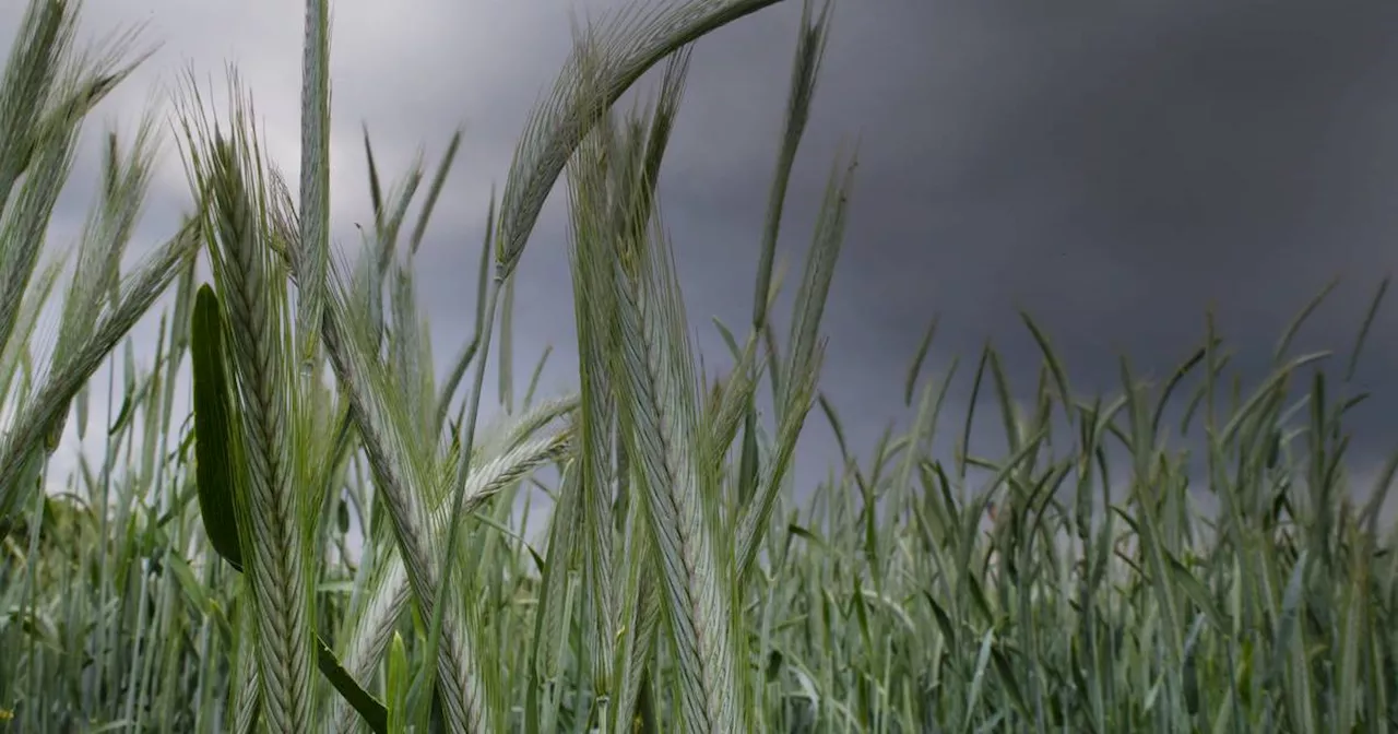 Wetter: Starker Regen und Gewitter ziehen über NRW​