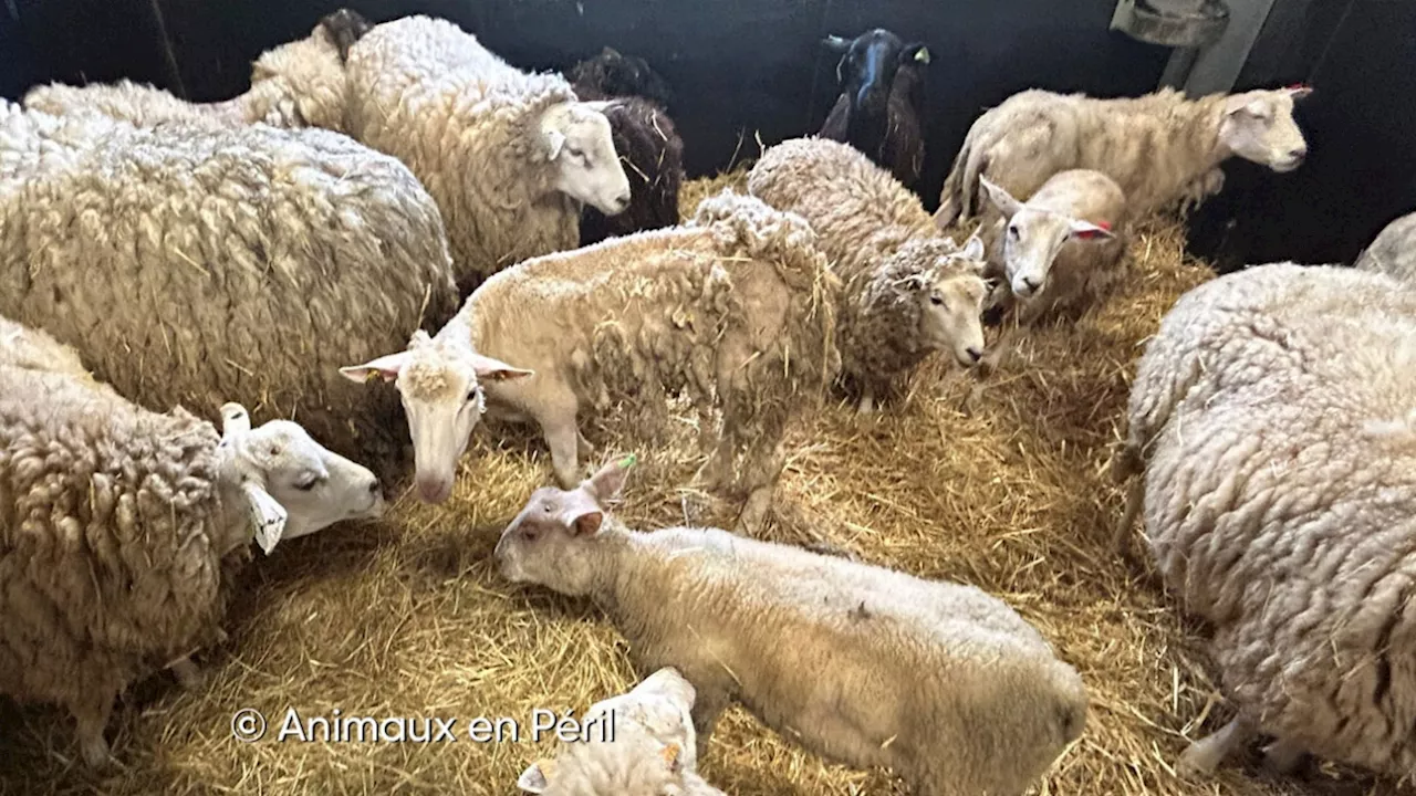 'Une saisie record': 500 animaux maltraités ont été découverts dans une ferme à Enghien