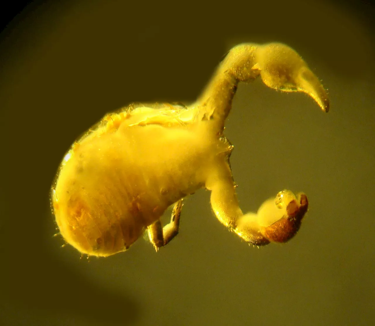 – Scientists Discover Bizarre Parasitic Creature Preserved in Amber