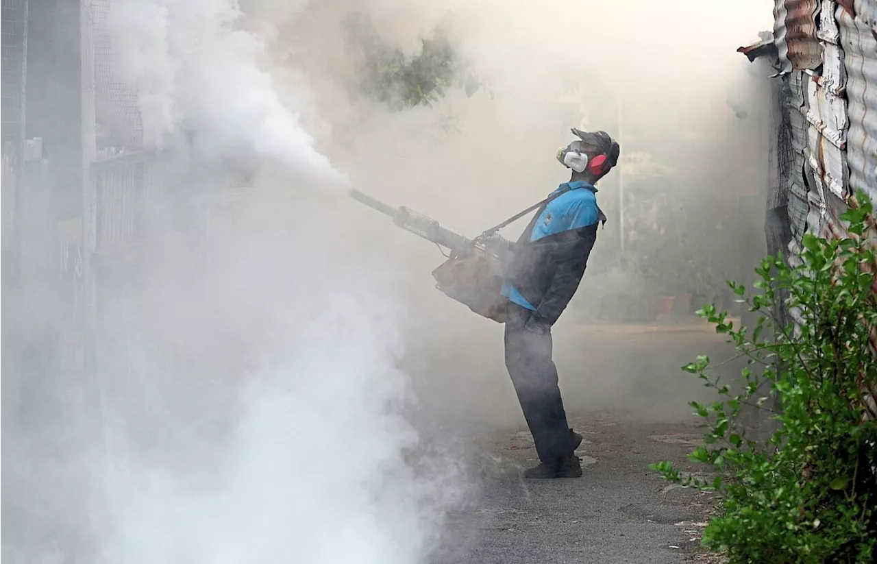 Dengue cases drop last week, no deaths reported