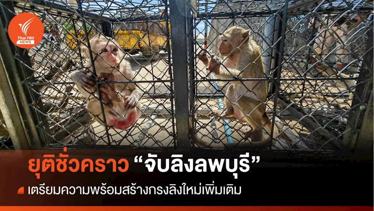 ยุติจับ 'ลิงลพบุรี' ชั่วคราวรอสร้างกรงใหม่ - บิ๊กคลีนนิ่งเมือง