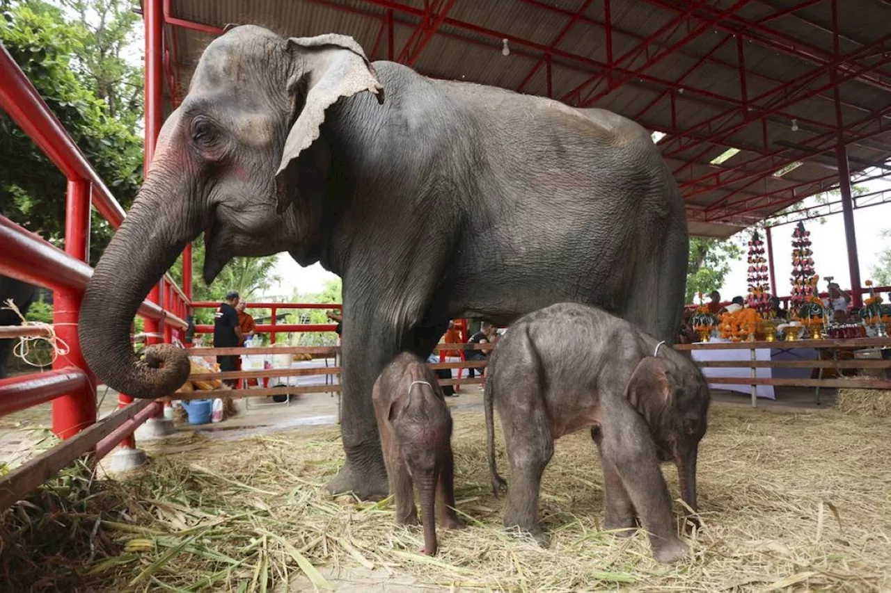 Rare Thai twin elephants blessed after shocking birth