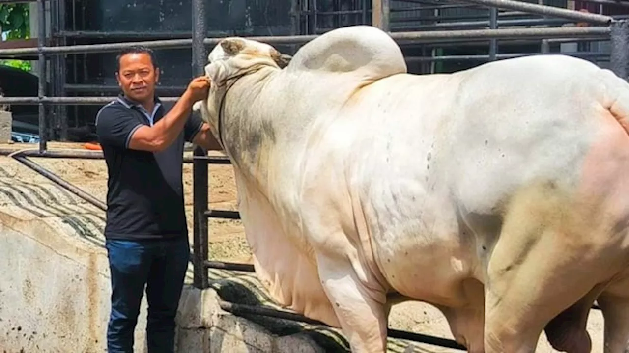 Penampakan Sapi Kurban Jokowi di Binjai, Berbobot 860 Kg dengan Harga Rp 90 Juta