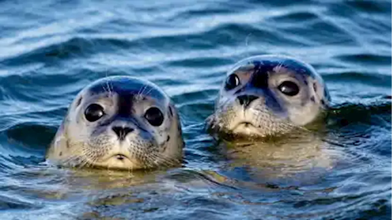 Hauptgeburtenzeit bei Seehunden im Wattenmeer läuft