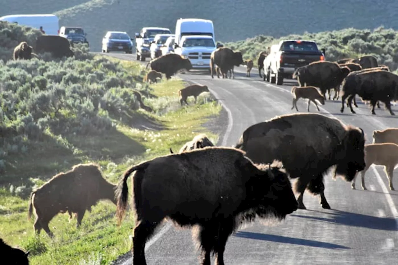 Move over grizzlies and wolves: Yellowstone visitors hope to catch a glimpse of rare white buffalo